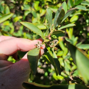 Philotheca myoporoides subsp. myoporoides at Namadgi National Park - suppressed