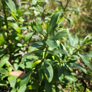 Philotheca myoporoides subsp. myoporoides at Namadgi National Park - suppressed