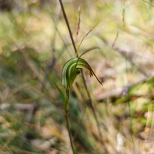 Diplodium decurvum at Tidbinbilla Nature Reserve - suppressed