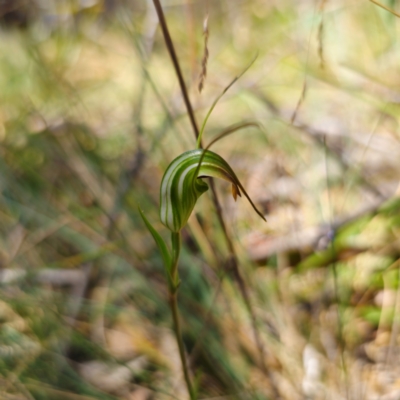 Diplodium decurvum (Summer greenhood) at Cotter River, ACT - 7 Feb 2024 by Csteele4