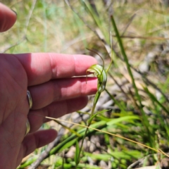 Diplodium decurvum at Tidbinbilla Nature Reserve - suppressed