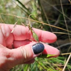 Diplodium decurvum at Tidbinbilla Nature Reserve - suppressed