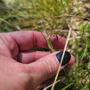 Diplodium decurvum at Tidbinbilla Nature Reserve - suppressed