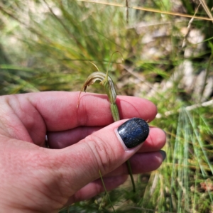 Diplodium decurvum at Tidbinbilla Nature Reserve - suppressed