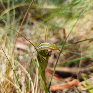 Diplodium coccinum at Tidbinbilla Nature Reserve - 7 Feb 2024