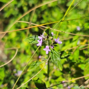 Mentha diemenica at Tidbinbilla Nature Reserve - 7 Feb 2024