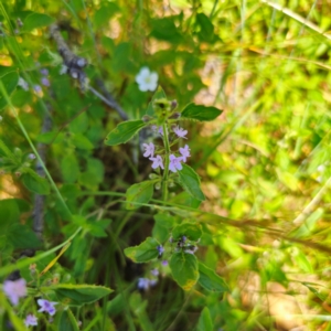 Mentha diemenica at Tidbinbilla Nature Reserve - 7 Feb 2024