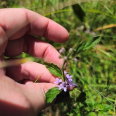 Mentha diemenica at Tidbinbilla Nature Reserve - 7 Feb 2024