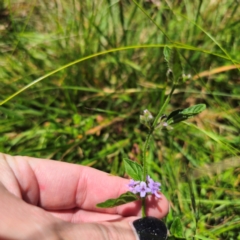 Mentha diemenica at Tidbinbilla Nature Reserve - 7 Feb 2024