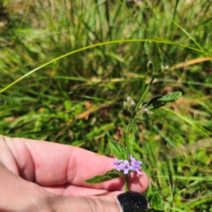 Mentha diemenica at Tidbinbilla Nature Reserve - 7 Feb 2024