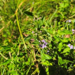 Mentha diemenica at Tidbinbilla Nature Reserve - 7 Feb 2024