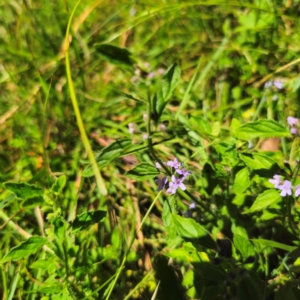 Mentha diemenica at Tidbinbilla Nature Reserve - 7 Feb 2024