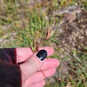 Themeda triandra at Tidbinbilla Nature Reserve - 7 Feb 2024 11:52 AM