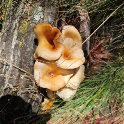 Omphalotus nidiformis (Ghost Fungus) at Cotter River, ACT - 7 Feb 2024 by Csteele4