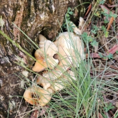 Omphalotus nidiformis at Namadgi National Park - 7 Feb 2024