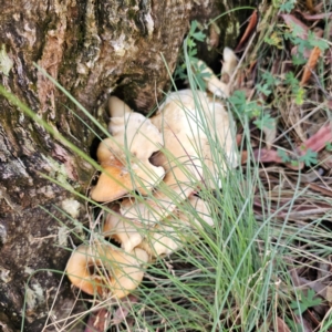 Omphalotus nidiformis at Namadgi National Park - 7 Feb 2024