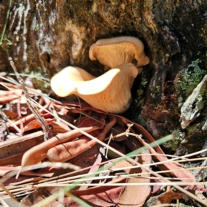 Omphalotus nidiformis at Namadgi National Park - 7 Feb 2024 11:44 AM