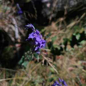 Veronica perfoliata at Namadgi National Park - 7 Feb 2024