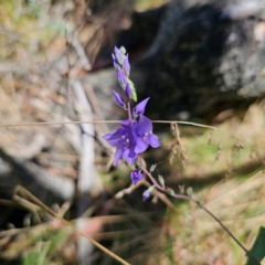 Veronica perfoliata at Namadgi National Park - 7 Feb 2024 11:45 AM