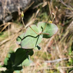 Veronica perfoliata at Namadgi National Park - 7 Feb 2024