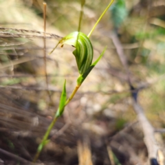 Diplodium decurvum (Summer greenhood) at Kambah, ACT - 6 Feb 2024 by Csteele4