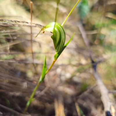 Diplodium decurvum (Summer greenhood) at Kambah, ACT - 6 Feb 2024 by Csteele4