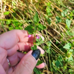 Scutellaria humilis (Dwarf Skullcap) at Tidbinbilla Nature Reserve - 7 Feb 2024 by Csteele4