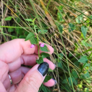 Scutellaria humilis at Tidbinbilla Nature Reserve - 7 Feb 2024