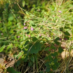 Scutellaria humilis at Tidbinbilla Nature Reserve - 7 Feb 2024