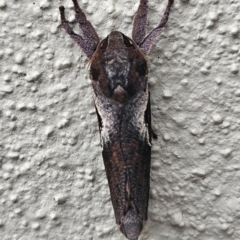 Elhamma australasiae (A Swift or Ghost moth (Hepialidae)) at Conder, ACT - 5 Feb 2024 by Halina