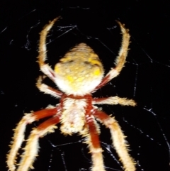 Hortophora sp. (genus) (Garden orb weaver) at Wirlinga, NSW - 7 Feb 2024 by RobCook