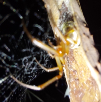 Tetragnatha sp. (genus) at Wirlinga, NSW - 7 Feb 2024 by RobCook