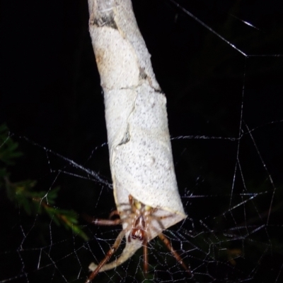 Phonognatha graeffei (Leaf Curling Spider) at Albury - 7 Feb 2024 by RobCook