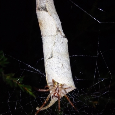 Phonognatha graeffei (Leaf Curling Spider) at Wirlinga, NSW - 7 Feb 2024 by RobCook