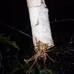 Phonognatha graeffei at Albury - 7 Feb 2024 09:21 PM