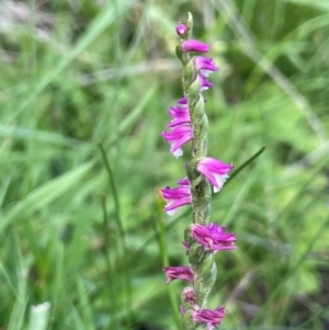 Spiranthes australis at Jerangle, NSW - 7 Feb 2024