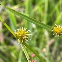 Cyperus sphaeroideus (Scented Sedge) at Jerangle, NSW - 7 Feb 2024 by JaneR