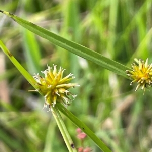 Cyperus sphaeroideus at Jerangle, NSW - 7 Feb 2024