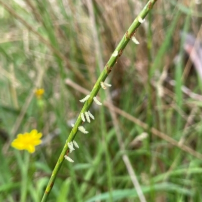 Hemarthria uncinata (Matgrass) at Jerangle, NSW - 7 Feb 2024 by JaneR