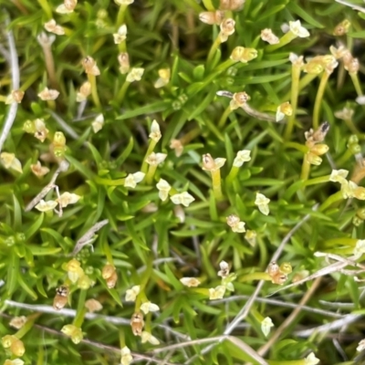 Scleranthus biflorus (Twin-flower Knawel) at Jerangle, NSW - 7 Feb 2024 by JaneR