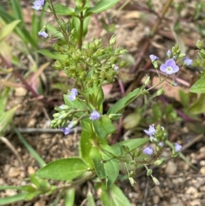 Veronica anagallis-aquatica at Jerangle, NSW - 7 Feb 2024