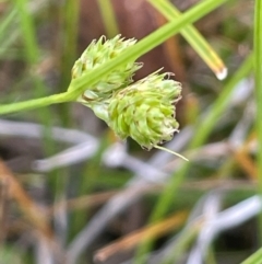 Carex inversa (Knob Sedge) at Jerangle, NSW - 7 Feb 2024 by JaneR