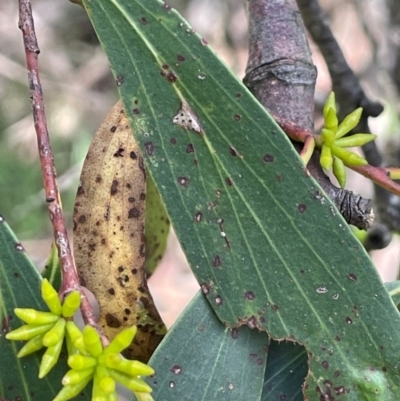 Eucalyptus stellulata (Black Sally) at Jerangle, NSW - 7 Feb 2024 by JaneR