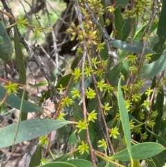 Eucalyptus stellulata at Jerangle, NSW - 7 Feb 2024