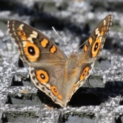 Junonia villida (Meadow Argus) at Jerrabomberra Wetlands - 7 Feb 2024 by RodDeb