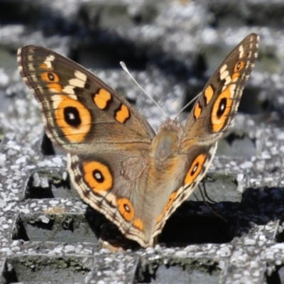 Junonia villida (Meadow Argus) at Jerrabomberra Wetlands - 7 Feb 2024 by RodDeb