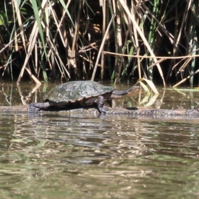 Chelodina longicollis (Eastern Long-necked Turtle) at Fyshwick, ACT - 7 Feb 2024 by RodDeb