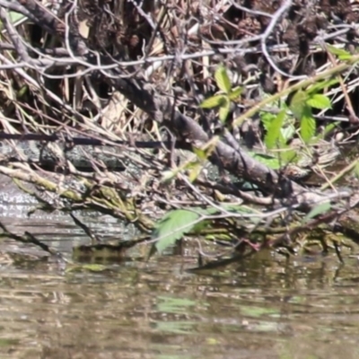 Intellagama lesueurii howittii (Gippsland Water Dragon) at JER530: JWs - Silt Trap North - 7 Feb 2024 by RodDeb