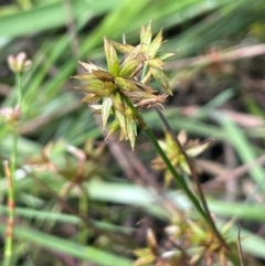 Juncus fockei (A Rush) at Jerangle, NSW - 7 Feb 2024 by JaneR