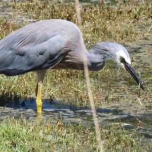 Egretta novaehollandiae at Jerrabomberra Wetlands - 7 Feb 2024